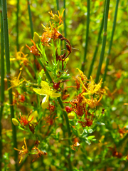 Hypericum triquetrifolium