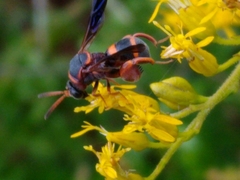 Leucospis slossonae