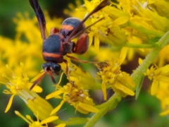 Leucospis slossonae