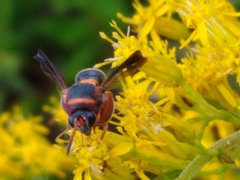 Leucospis slossonae
