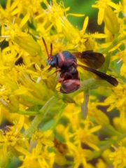 Leucospis slossonae
