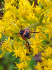 Leucospis slossonae