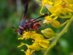 Leucospis slossonae