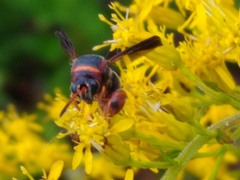 Leucospis slossonae