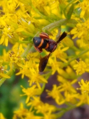 Leucospis slossonae