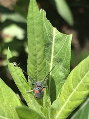 Tetraopes umbonatus