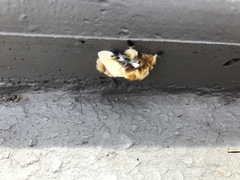 Megalopyge xanthopasa