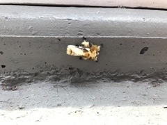 Megalopyge xanthopasa