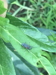Tetraopes umbonatus