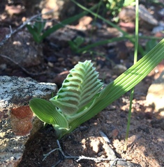 Lapeirousia pyramidalis