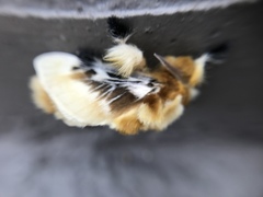 Megalopyge xanthopasa