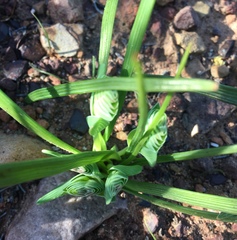 Lapeirousia pyramidalis