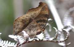 Junonia goudotii