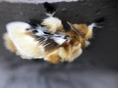 Megalopyge xanthopasa