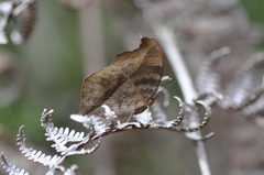 Junonia goudotii