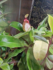 Nepenthes × hookeriana