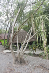 Beaucarnea recurvata