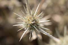 Eryngium petiolatum