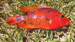 Amphilophus citrinellus