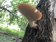 Cerioporus squamosus