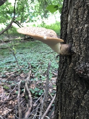 Cerioporus squamosus