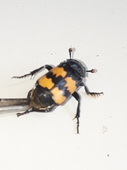 Nicrophorus interruptus