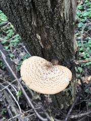 Cerioporus squamosus