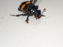 Nicrophorus interruptus