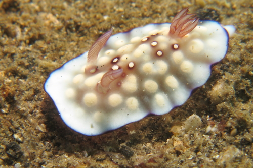 Goniobranchus hintuanensis