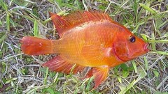 Amphilophus citrinellus