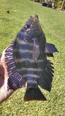 Amphilophus citrinellus