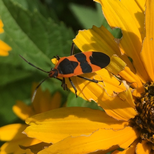 Large Milkweed Bug photographed in Delaware