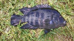 Amphilophus citrinellus