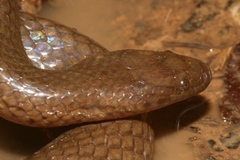 Hydromorphus concolor