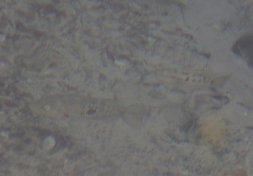 Herichthys pantostictus