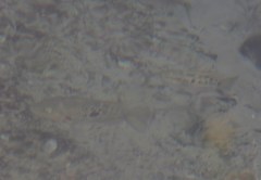 Herichthys pantostictus