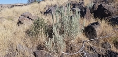 Artemisia tridentata tridentata