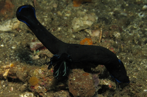 Tambja morosa