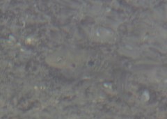 Herichthys pantostictus