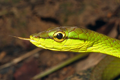 Oxybelis brevirostris