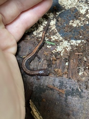 Plethodon cinereus image
