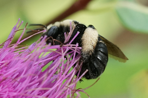 Eastern Thistle Longhorn Bee photo 3