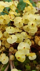 Splachnum luteum