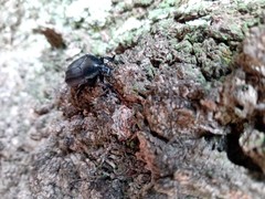 Cotinis antonii