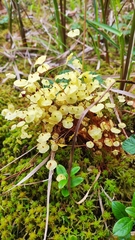 Splachnum luteum