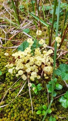 Splachnum luteum