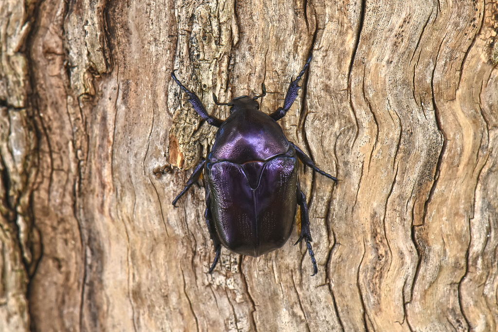 Eupotosia