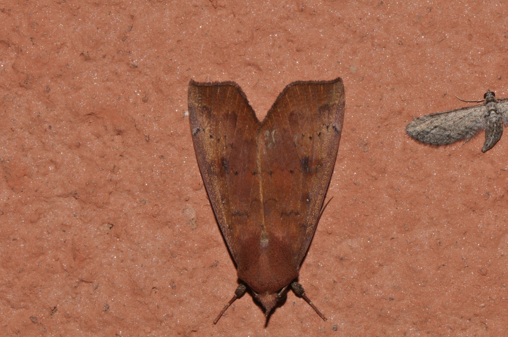 Anomis lophognatha