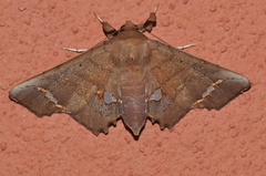 Episparis vitrea