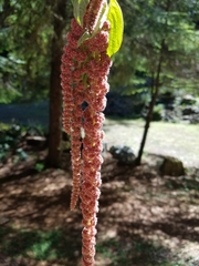 Amaranthus caudatus
